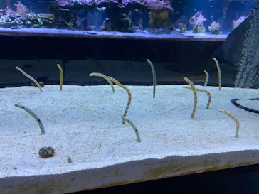 すみだ水族館に投稿された画像（2023/7/15）