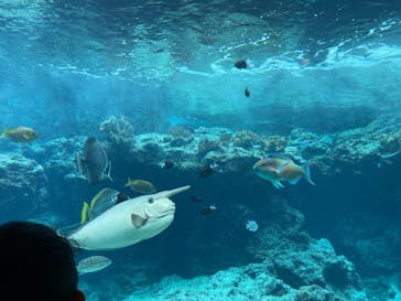 沖縄美ら海水族館に投稿された画像（2023/7/15）