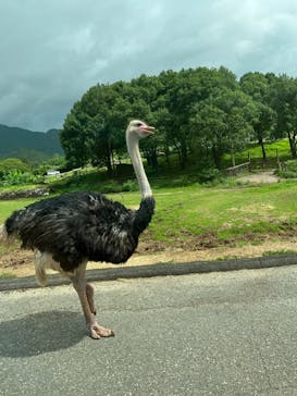 秋吉台自然動物公園 サファリランドに投稿された画像（2023/7/15）