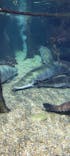 世界淡水魚園水族館　アクア・トトぎふに投稿された画像（2023/7/16）
