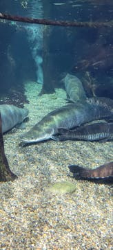 世界淡水魚園水族館　アクア・トトぎふに投稿された画像（2023/7/15）