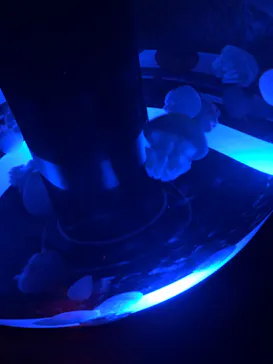 マクセル アクアパーク品川に投稿された画像（2023/7/15）