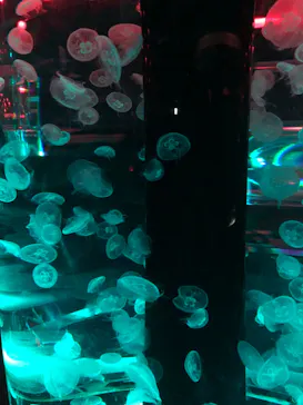 マクセル アクアパーク品川に投稿された画像（2023/7/15）