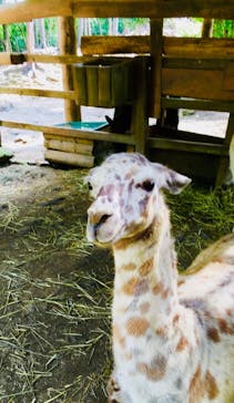 長崎バイオパークに投稿された画像（2023/7/15）