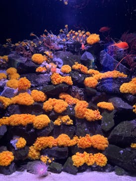 大分マリーンパレス水族館 「うみたまご」に投稿された画像（2023/7/15）