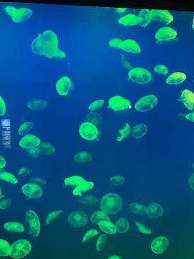 大分マリーンパレス水族館 「うみたまご」に投稿された画像（2023/7/15）