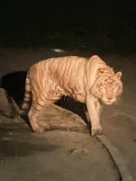 群馬サファリパークに投稿された画像（2023/7/15）