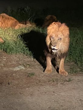 群馬サファリパークに投稿された画像（2023/7/15）