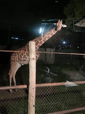 群馬サファリパークに投稿された画像（2023/7/15）