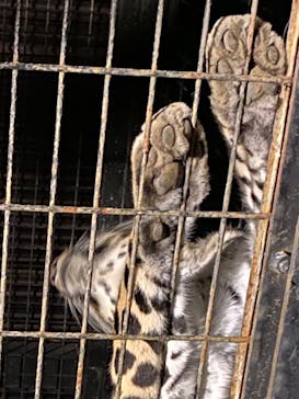 群馬サファリパークに投稿された画像（2023/7/15）