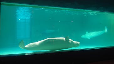 鴨川シーワールドに投稿された画像（2023/7/16）