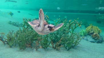 鴨川シーワールドに投稿された画像（2023/7/16）