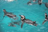 上越市立水族博物館 うみがたりに投稿された画像（2023/7/16）