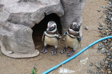 上越市立水族博物館 うみがたりに投稿された画像（2023/7/16）