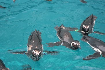 上越市立水族博物館 うみがたりに投稿された画像（2023/7/16）