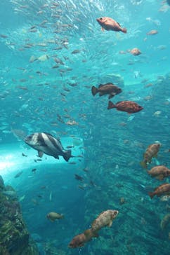 上越市立水族博物館 うみがたりに投稿された画像（2023/7/16）