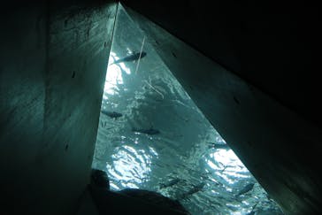 上越市立水族博物館 うみがたりに投稿された画像（2023/7/16）