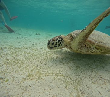 宮古島 ADVENTURE PiPi（ミヤコジマ アドベンチャー ピピ）に投稿された画像（2023/7/16）