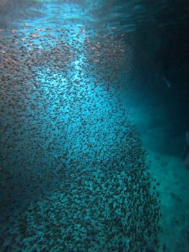 沖縄マリンサービス碧に投稿された画像（2023/7/16）