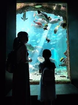 串本海中公園水族館に投稿された画像（2023/7/16）