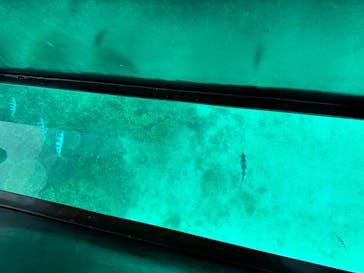 青の洞窟専門店　沖縄ダイビングショップ和に投稿された画像（2023/7/16）