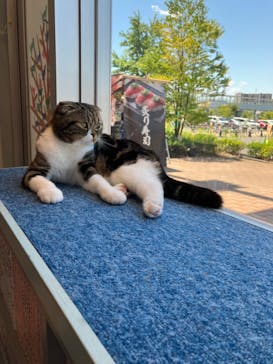猫カフェモカ　イオンレイクタウン店に投稿された画像（2023/7/16）