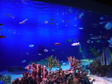 新江ノ島水族館に投稿された画像（2023/7/16）