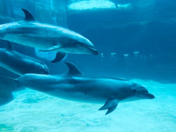 名古屋港水族館に投稿された画像（2023/7/16）