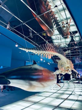 名古屋港水族館に投稿された画像（2023/7/16）