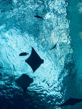 名古屋港水族館に投稿された画像（2023/7/16）