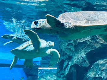 名古屋港水族館に投稿された画像（2023/7/16）