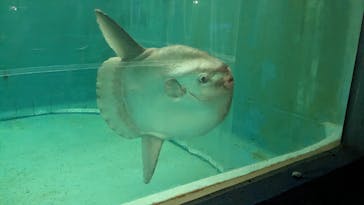 鴨川シーワールドに投稿された画像（2023/7/16）