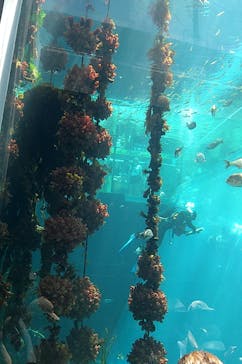 環境水族館アクアマリンふくしまに投稿された画像（2023/7/16）