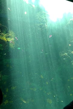 環境水族館アクアマリンふくしまに投稿された画像（2023/7/16）