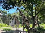 天王寺動物園に投稿された画像（2023/7/16）