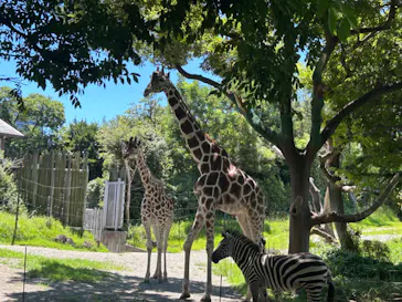 天王寺動物園に投稿された画像（2023/7/16）