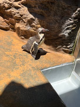 島根県立 しまね海洋館に投稿された画像（2023/7/16）