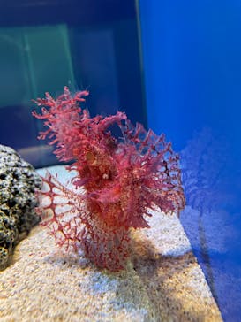 島根県立 しまね海洋館に投稿された画像（2023/7/16）