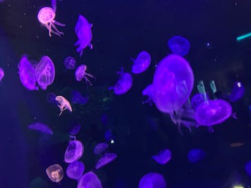 島根県立 しまね海洋館に投稿された画像（2023/7/16）