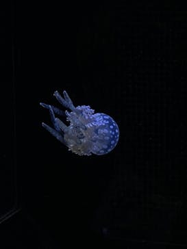 城崎マリンワールドに投稿された画像（2023/7/16）