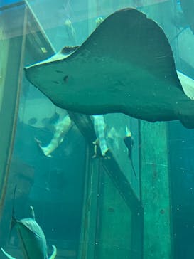 城崎マリンワールドに投稿された画像（2023/7/16）