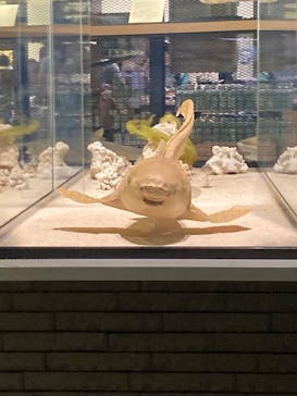 アクアワールド茨城県大洗水族館に投稿された画像（2023/7/16）