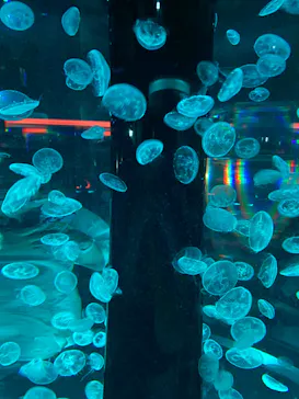 マクセル アクアパーク品川に投稿された画像（2023/7/16）