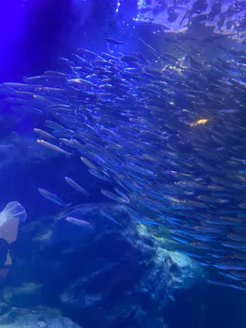 マクセル アクアパーク品川に投稿された画像（2023/7/16）