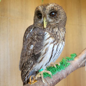 Moff animal cafe 小田原ダイナシティ店に投稿された画像（2023/7/16）