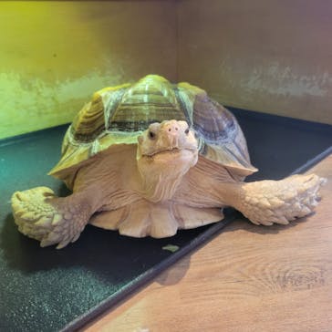 Moff animal cafe 小田原ダイナシティ店に投稿された画像（2023/7/16）