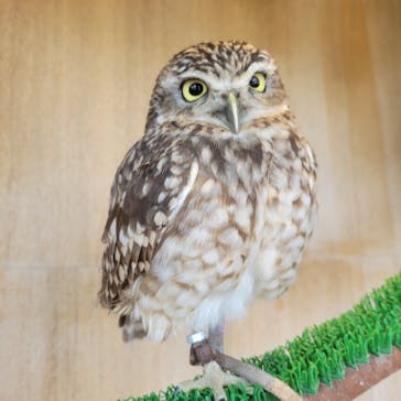 Moff animal cafe 小田原ダイナシティ店に投稿された画像（2023/7/16）