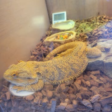 Moff animal cafe 小田原ダイナシティ店に投稿された画像（2023/7/16）