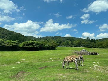 秋吉台自然動物公園 サファリランドに投稿された画像（2023/7/16）