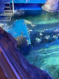 しながわ水族館に投稿された画像（2023/7/16）